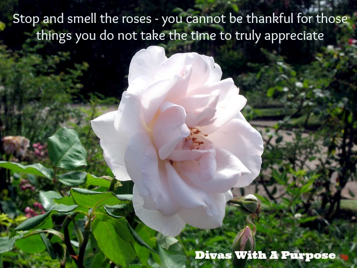 Creating Gratitude: Shaping Your Perspective • Divas With A Purpose