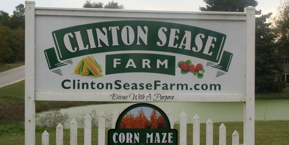 Our Clinton Sease Farm Corn Maze Experience