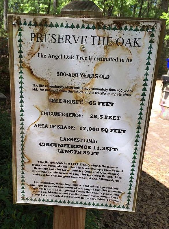 How old is The Angel Oak Tree