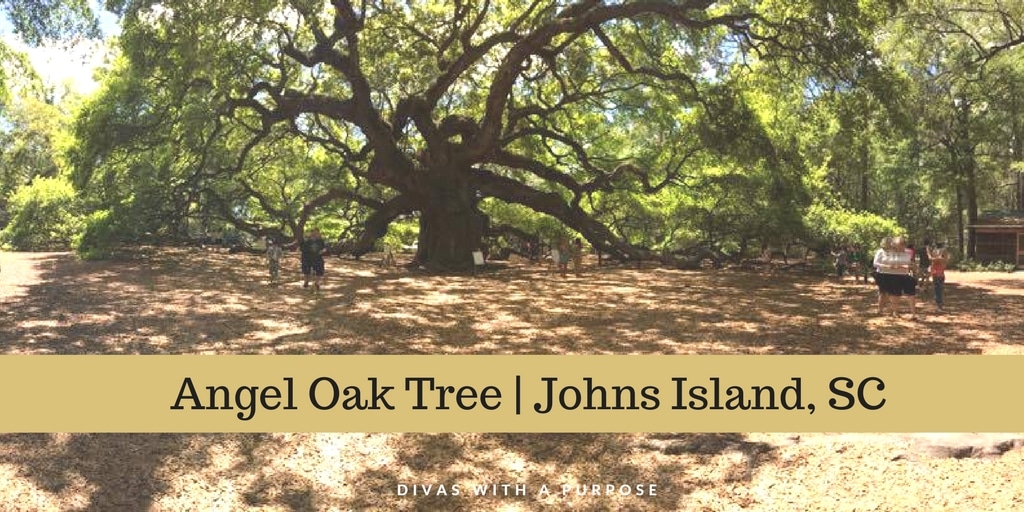 Angel Oak Tree Johns Island SC