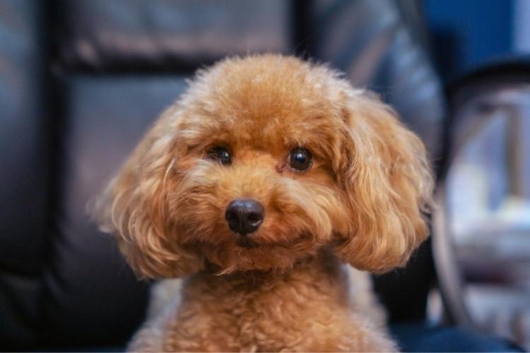 Close-up of a mini poodle puppy with curly fur looking directly at the camera