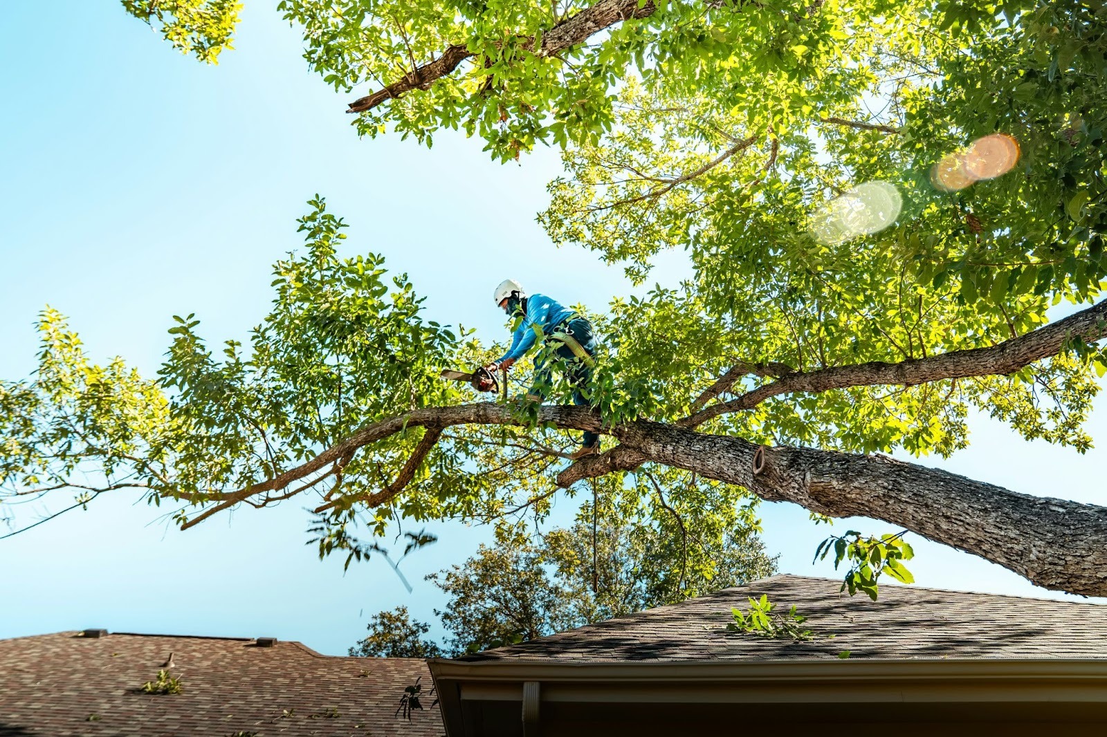 Professional tree trimming expert using safety gear while cutting branches high above a residential roof