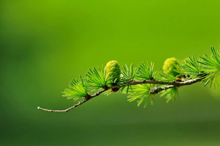 Close up of a fresh green pine branch with new growth in spring