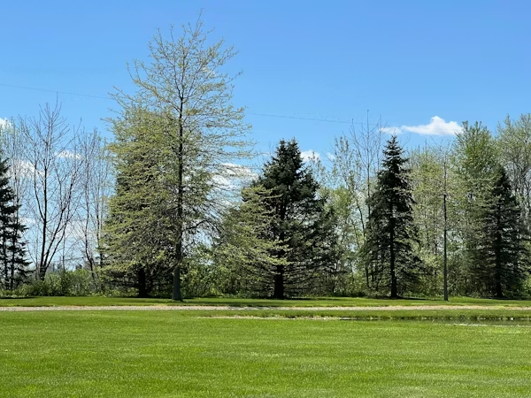 wide view of well maintained lawn with trees and healthy grass