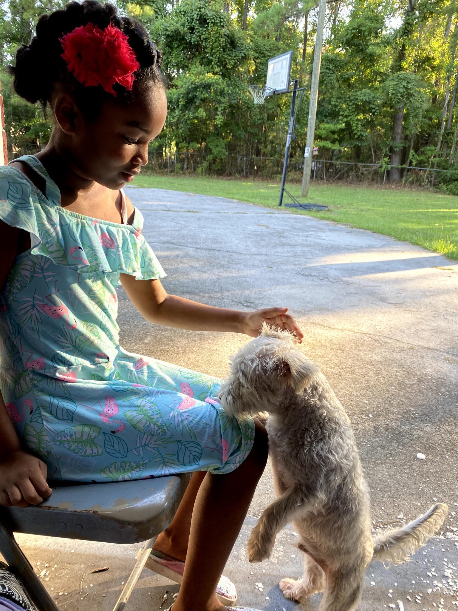 Young girl spending time with her family dog outdoors, demonstrating the companionship and connection pets bring to family life