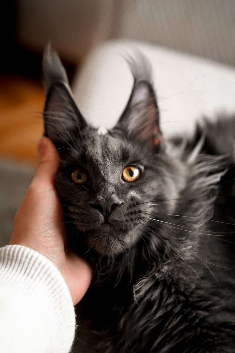 Close-up of a Maine Coon cat being gently held by its owner, highlighting the companionship and responsibility of pet ownership