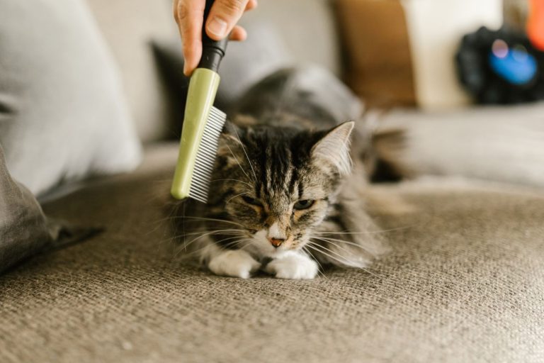 Person grooming a long-haired cat with a pet brush to reduce shedding and control pet hair in the home