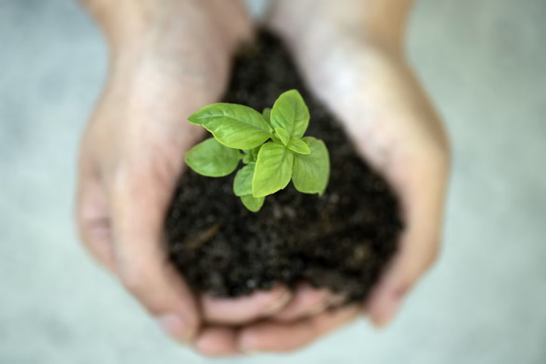 Hands holding rich soil with a young green plant, symbolizing responsible business practices and sustainable growth.