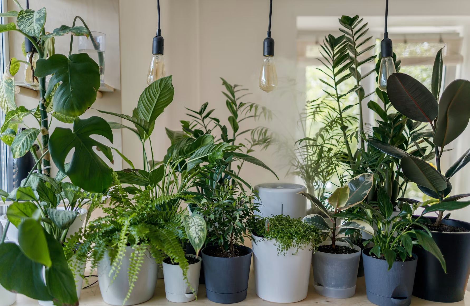 Collection of houseplants in assorted planters arranged at different heights near a bright window.