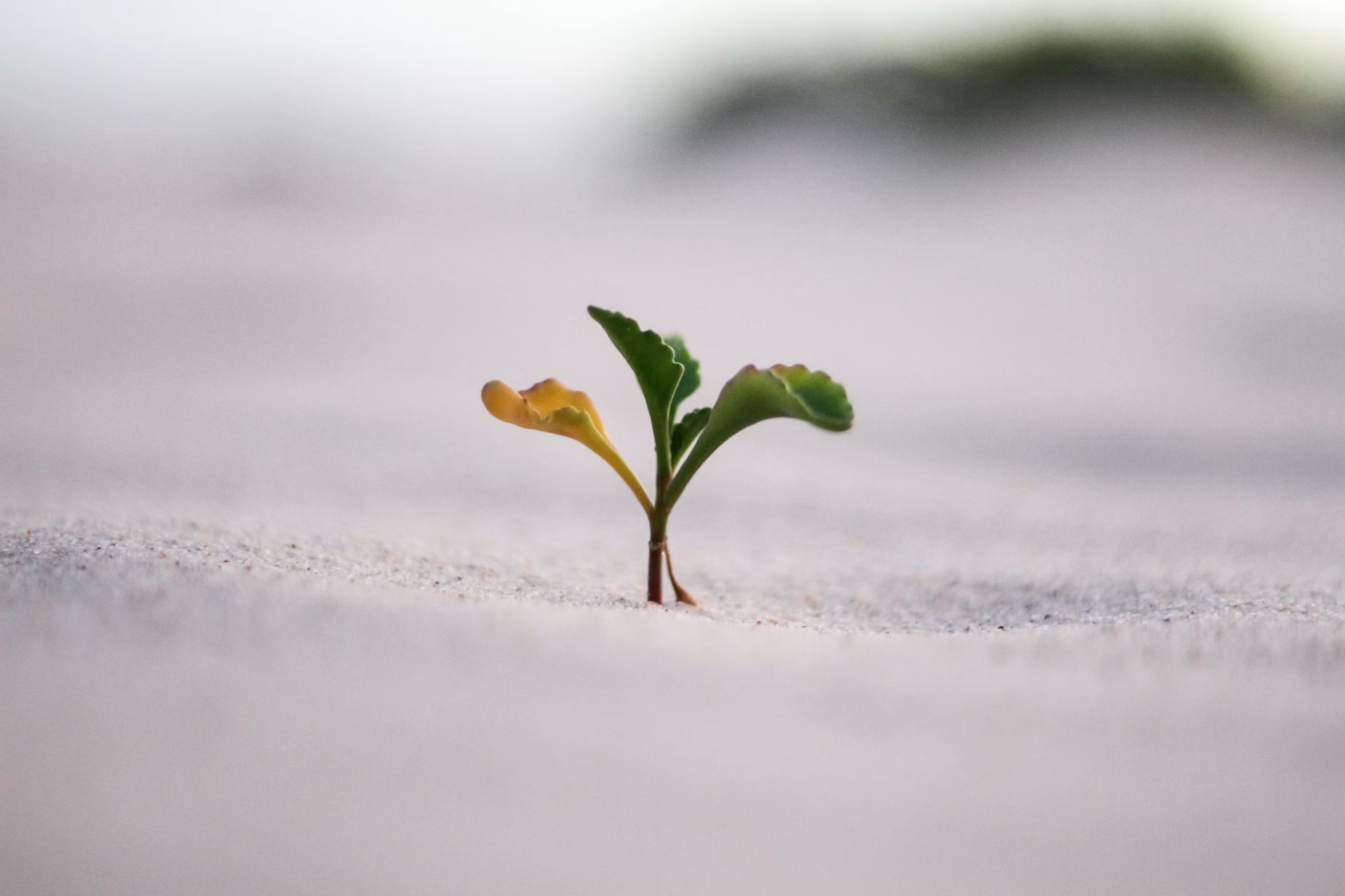 Small green sprout growing through pale sand.