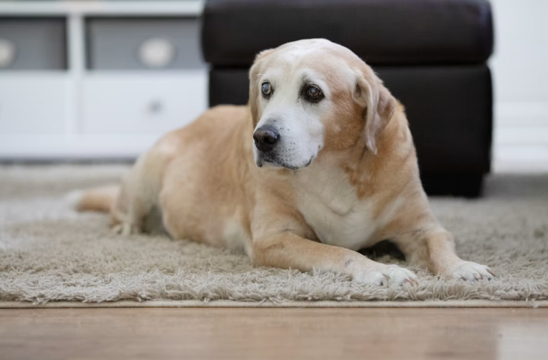 Senior yellow Labrador resting on a soft rug in a living room